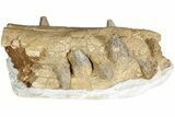 Fossil Primitive Whale (Pappocetus) Front Jaws #234637-1